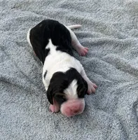 Sophie Fem 4, a female Basset Hound for sale in Mammoth Cave, KY – 2 of 2