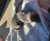 Blueberry M2, a male Basset Hound for sale in Mammoth Cave, KY – 2 of 5