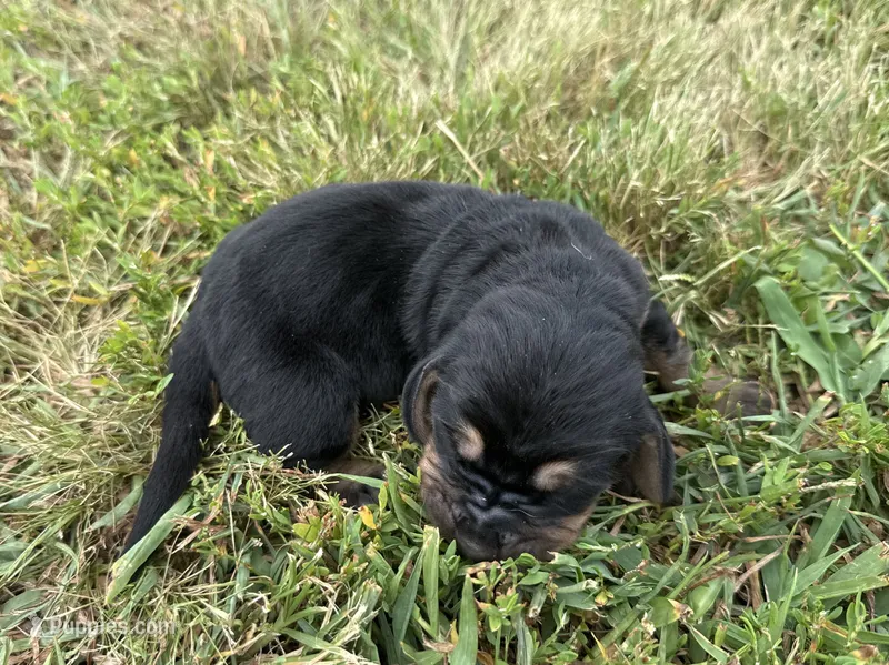 Peanut Male 4 – Basset Hound puppy for sale in Mammoth Cave, KY