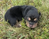 Peanut Female 1, a female Basset Hound for sale in Mammoth Cave, KY – 3 of 4