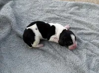 Sophie Fem 3, a female Basset Hound for sale in Mammoth Cave, KY – 2 of 2