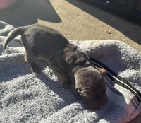 Blueberry M2, a male Basset Hound for sale in Mammoth Cave, KY – 3 of 5