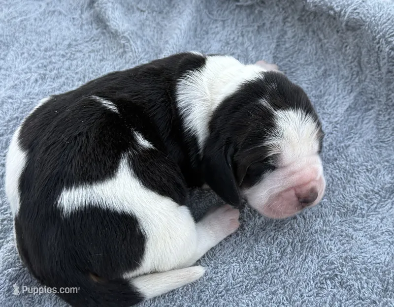 Shasta Female 1 – Basset Hound puppy for sale in Mammoth Cave, KY