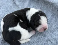 Shasta Female 1, a female Basset Hound for sale in Mammoth Cave, KY – 1 of 4