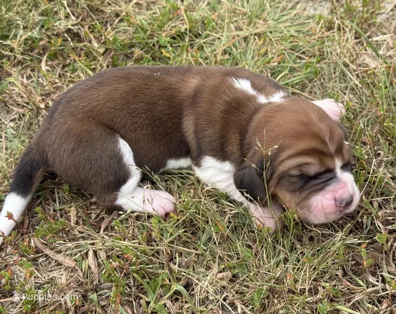 Peanut Male 2 – Basset Hound puppy for sale in Mammoth Cave, KY