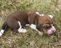 Peanut Male 2, a male Basset Hound for sale in Mammoth Cave, KY – 1 of 4