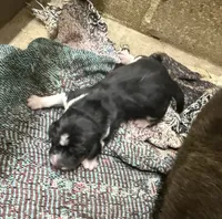 Shadow Fem 1, a female Basset Hound for sale in Mammoth Cave, KY – 3 of 3