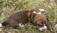 Peanut Male 2, a male Basset Hound for sale in Mammoth Cave, KY – 4 of 4