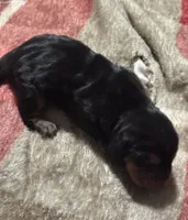 Sweet Pea Fem 1, a female Basset Hound for sale in Mammoth Cave, KY – 2 of 2