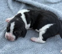 Shasta Male, a male Basset Hound for sale in Mammoth Cave, KY – 3 of 4
