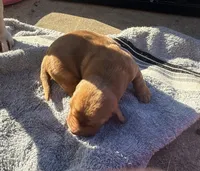Blueberry M3, a male Basset Hound for sale in Mammoth Cave, KY – 3 of 5