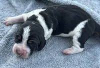 Shasta Male, a male Basset Hound for sale in Mammoth Cave, KY – 2 of 4