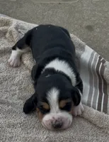 Sugar Fem 3, a female Basset Hound for sale in Mammoth Cave, KY – 3 of 5