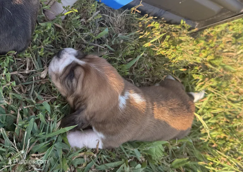 Peanut Male 2 – Basset Hound puppy for sale in Mammoth Cave, KY