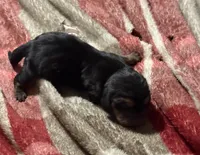 Sweet Pea Fem 4, a female Basset Hound for sale in Mammoth Cave, KY – 2 of 2