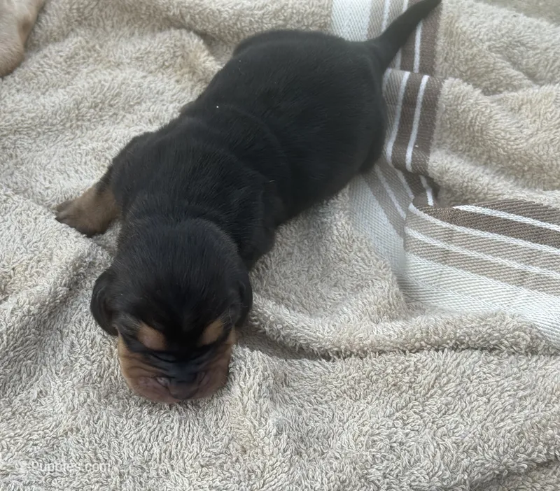 Sweet Pea Fem 1 – Basset Hound puppy for sale in Mammoth Cave, KY