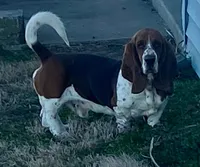 Sugar Fem 3, a female Basset Hound for sale in Mammoth Cave, KY – 4 of 5