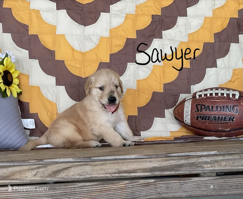 Sawyer – Golden Retriever puppy for sale in Mattoon, IL