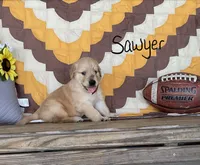 Sawyer, a male Golden Retriever for sale in Mattoon, IL – 1 of 3