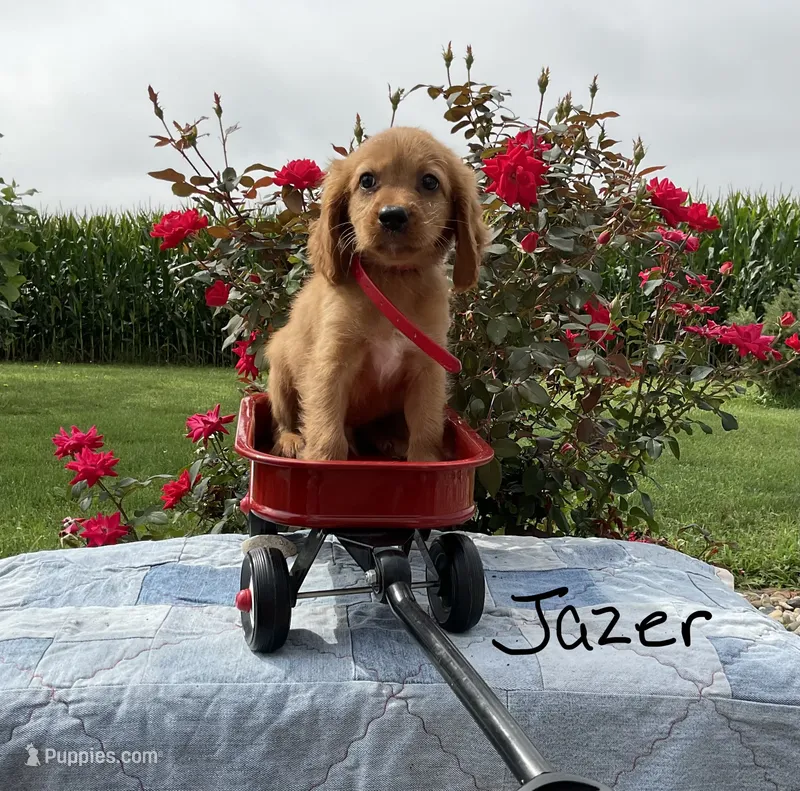 Jazer – Miniature Golden Retriever puppy for sale in Mattoon, IL