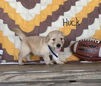 Huck, a male Golden Retriever for sale in Mattoon, IL – 2 of 3