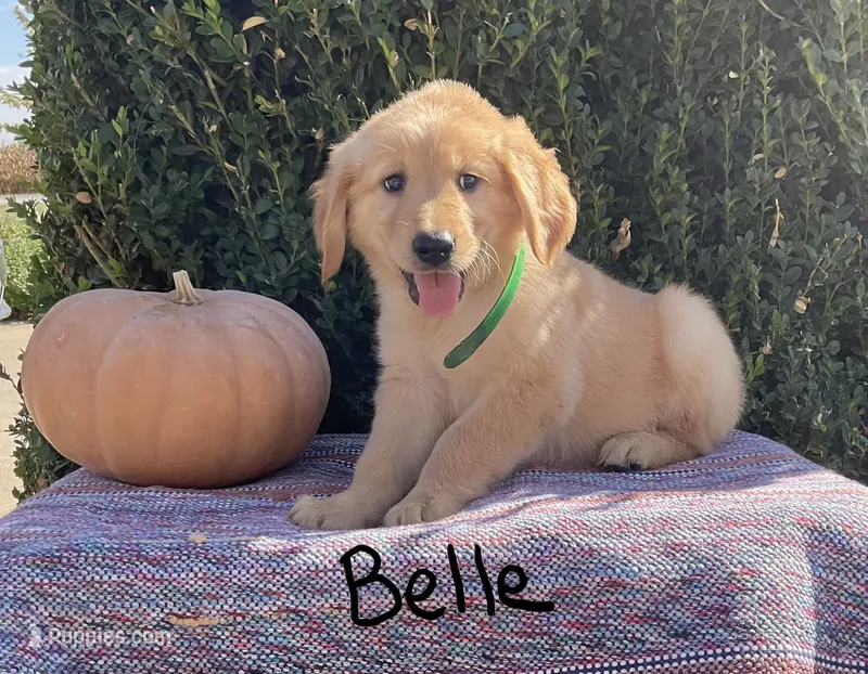 Belle – Golden Retriever puppy for sale in Mattoon, IL