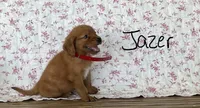 Jazer, a male Miniature Golden Retriever for sale in Mattoon, IL – 3 of 3