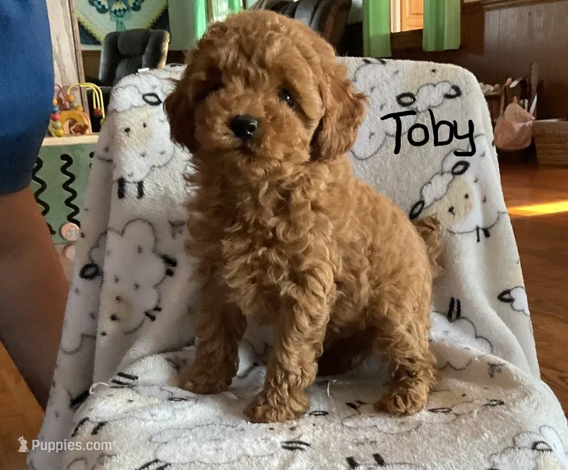 Toby – Poodle - Toy  puppy for sale in Mattoon, IL