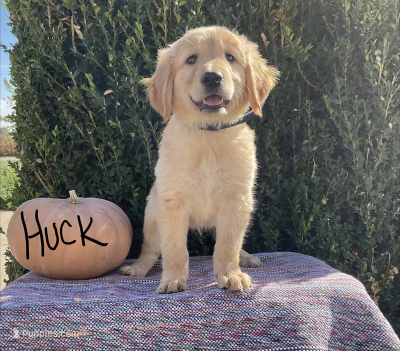 Huck – Golden Retriever puppy for sale in Mattoon, IL