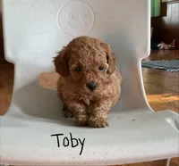 Toby, a male Poodle - Toy  for sale in Mattoon, IL – 2 of 3