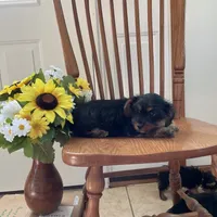 Pixie, a female Cavalier King Charles Spaniel and Yorkshire Terrier for sale in Mattoon, IL – Photo 2 of 3