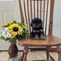 Pixie, a female Cavalier King Charles Spaniel and Yorkshire Terrier for sale in Mattoon, IL – Photo 1 of 3