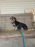 Pixie, a female Cavalier King Charles Spaniel and Yorkshire Terrier for sale in Mattoon, IL – 3 of 6