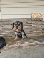 Pixie, a female Cavalier King Charles Spaniel and Yorkshire Terrier for sale in Mattoon, IL – 2 of 6