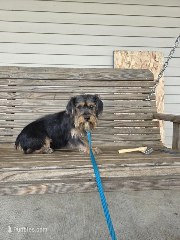 Pixie – Cavalier King Charles Spaniel, Yorkshire Terrier puppy for sale in Mattoon, IL