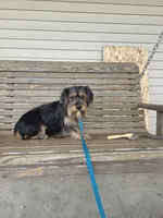 Pixie, a female Cavalier King Charles Spaniel and Yorkshire Terrier for sale in Mattoon, IL – 1 of 6