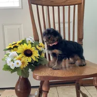 Pixie, a female Cavalier King Charles Spaniel and Yorkshire Terrier for sale in Mattoon, IL – Photo 3 of 3