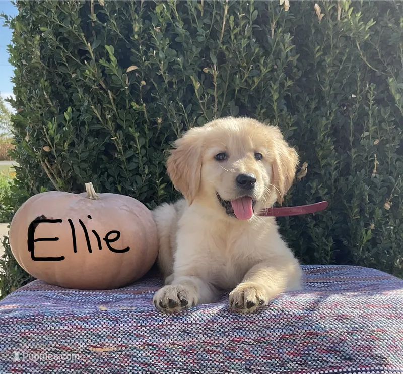 Ellie – Golden Retriever puppy for sale in Mattoon, IL