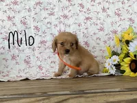 Milo, a male Miniature Golden Retriever for sale in Mattoon, IL – 3 of 3