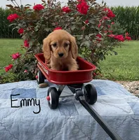 Emmy, a female Miniature Golden Retriever for sale in Mattoon, IL – 3 of 6