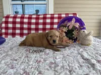 Cooper, a male Golden Retriever for sale in Mattoon, IL – Photo 3 of 3