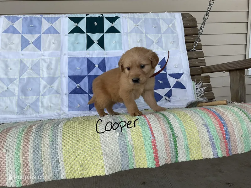 Cooper – Golden Retriever puppy for sale in Mattoon, IL