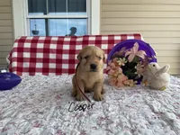 Cooper, a male Golden Retriever for sale in Mattoon, IL – Photo 1 of 3