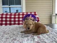 Cooper, a male Golden Retriever for sale in Mattoon, IL – Photo 2 of 3