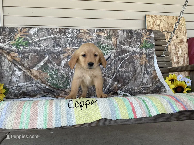 Cooper – Golden Retriever puppy for sale in Mattoon, IL