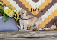 Nellie, a male Golden Retriever for sale in Mattoon, IL – 3 of 3