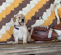 Huck, a male Golden Retriever for sale in Mattoon, IL – 3 of 3