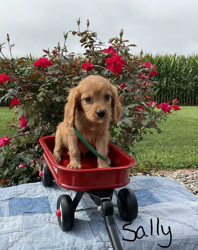 Sally – Miniature Golden Retriever puppy for sale in Mattoon, IL