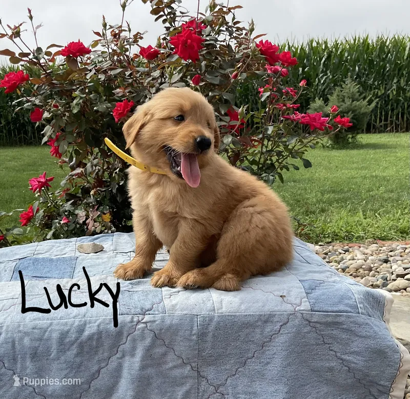 Lucky – Golden Retriever puppy for sale in Mattoon, IL