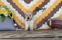Sawyer, a male Golden Retriever for sale in Mattoon, IL – 3 of 3